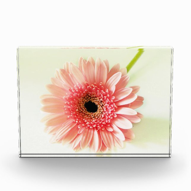 Bloc Photo Gerbera Daisy (Devant)