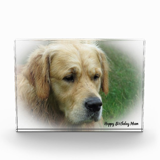 Bloc Photo Golden Retriever. (Devant)