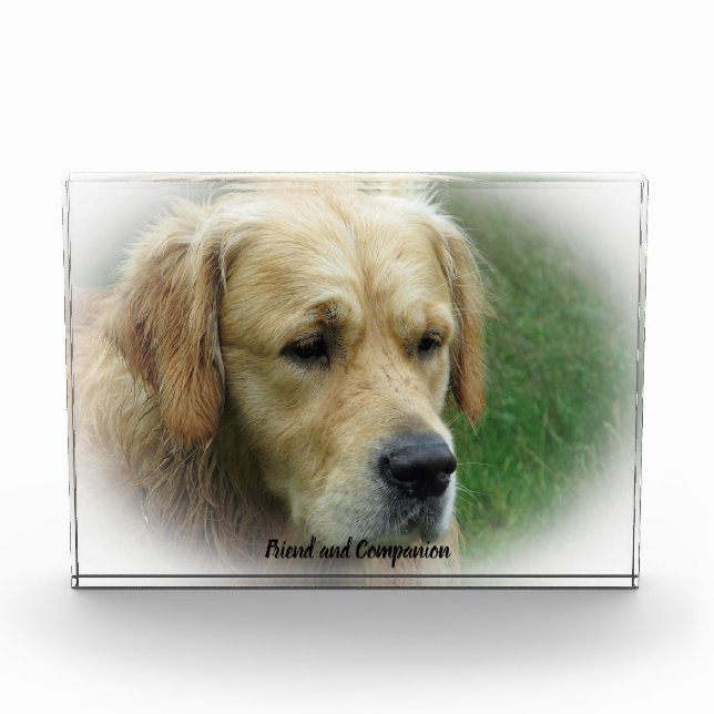 Bloc Photo Golden Retriever. (Devant)