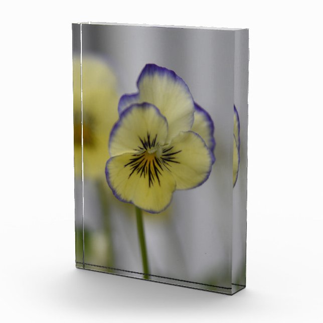 Bloc Photo Grâce chuchotée : Fleur de pensée jaune et violett (Droite)