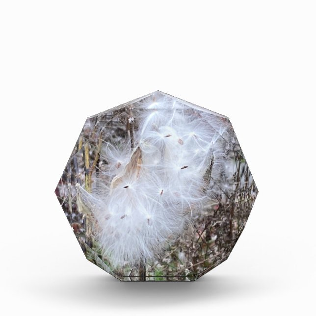 Bloc Photo Graines et soie d'algues (Devant)