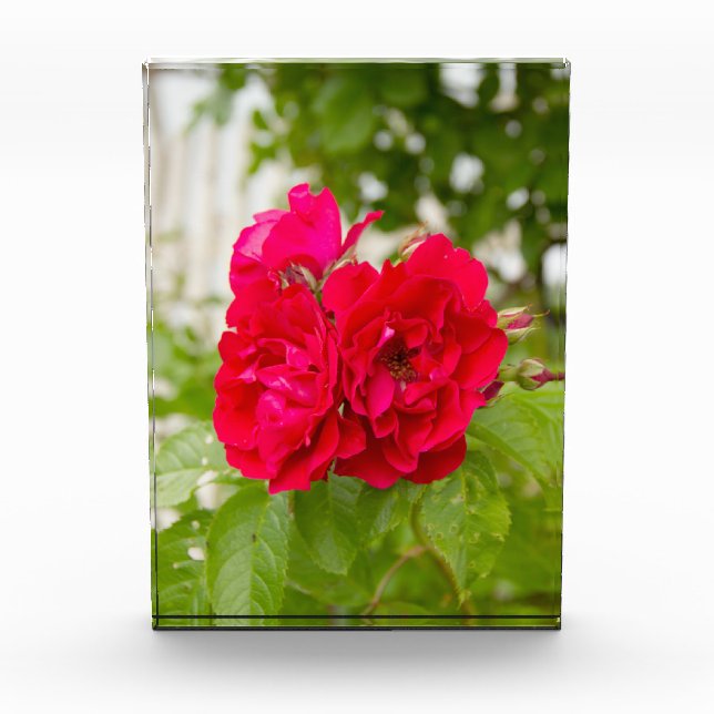 Bloc Photo Grandes roses rouges dans le jardin p (Devant)