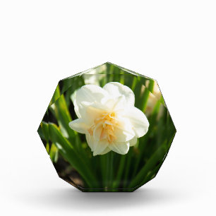 Bloc Photo Grands narcisses blancs par un jour de printemps