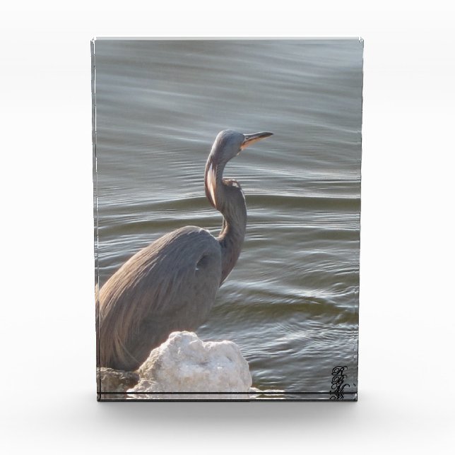 Bloc Photo Great Blue Heron by the Water (Devant)