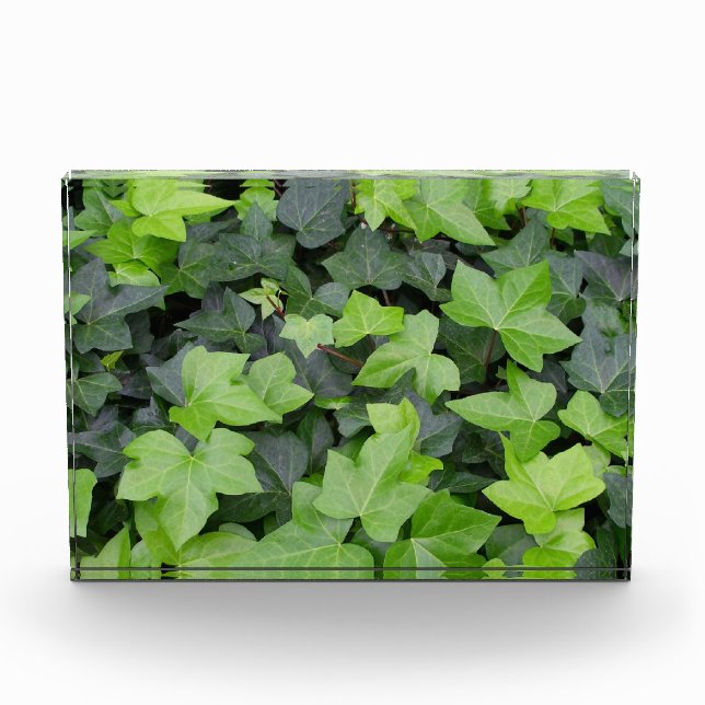 Bloc Photo Green Ivy Botanical Print (Devant)