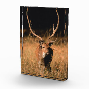 Bloc Photo Habitat naturel du chital Parc national de Bandh