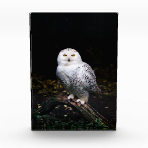 Bloc Photo Hibou des neiges majestueux d'hiver