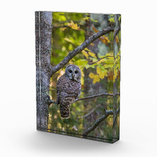 Bloc Photo Hibou moyen-duc en automne   Comté d'Alger, MI
