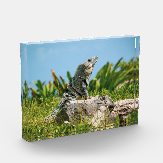 Bloc Photo Iguana au Mexique (Gauche)