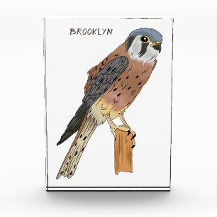 Bloc Photo Illustration d'oiseau américain Kestrel
