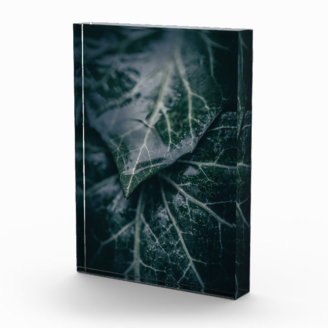 Bloc Photo Ivy Nature Photo (Droite)