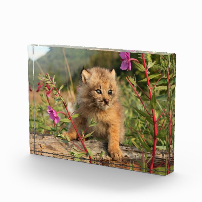 Bloc Photo Jeune Lynx du Canada, Alaska (Droite)