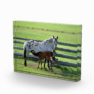 Bloc Photo Jument Appaloosa et poulain