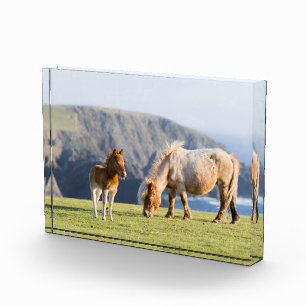 Bloc Photo Jument avec poulain, îles Shetland, Écosse