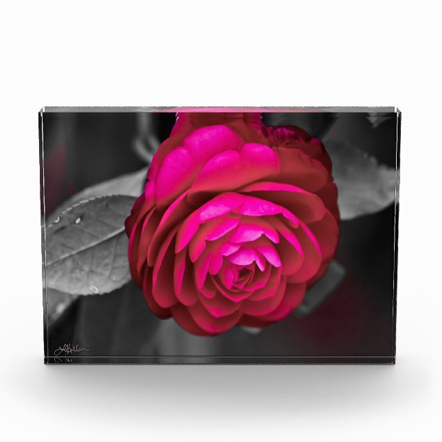 Bloc Photo La Camélia rose  (Devant)