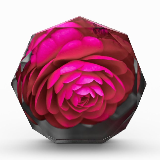 Bloc Photo La Camélia rose  (Devant)