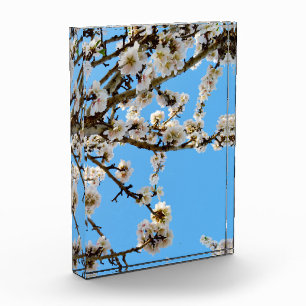 Bloc Photo L'avènement du printemps : Les fleurs blanches con