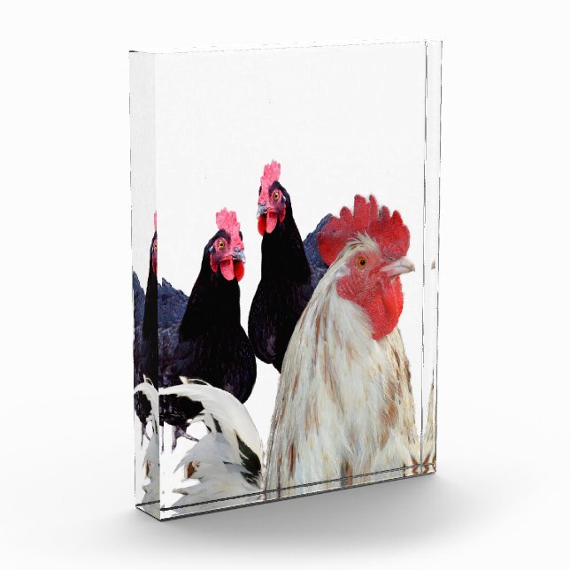 Bloc Photo "Le coq blanc et ses poules noires" (Gauche)
