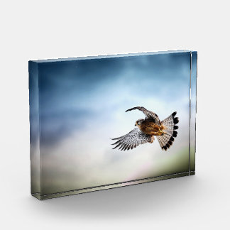 Bloc Photo Le faucon s'envole dans le ciel