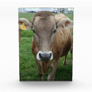 Bloc Photo Le portrait de la vache de Jersey