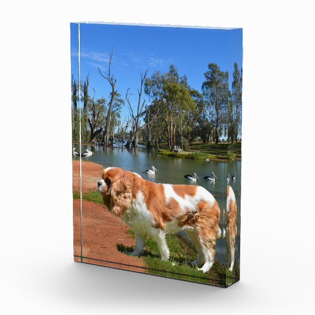 Bloc Photo Le Roi Charles Cavalier Spaniel À La Rivière, (Droite)
