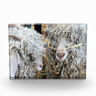 BLOC PHOTO LES CHÈTES FRAÎCHES