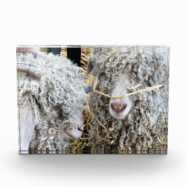 BLOC PHOTO LES CHÈTES FRAÎCHES (Devant)