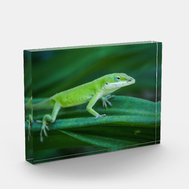Bloc Photo Lizard d'Anole Verte (Gauche)