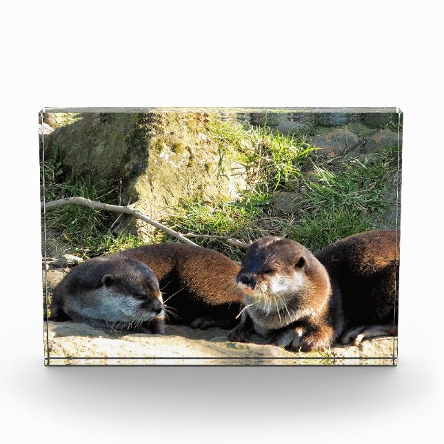 BLOC PHOTO LOUTRES (Devant)