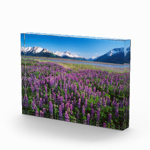 Bloc Photo Lupins en fleurs   Montagnes Kenai, Alaska