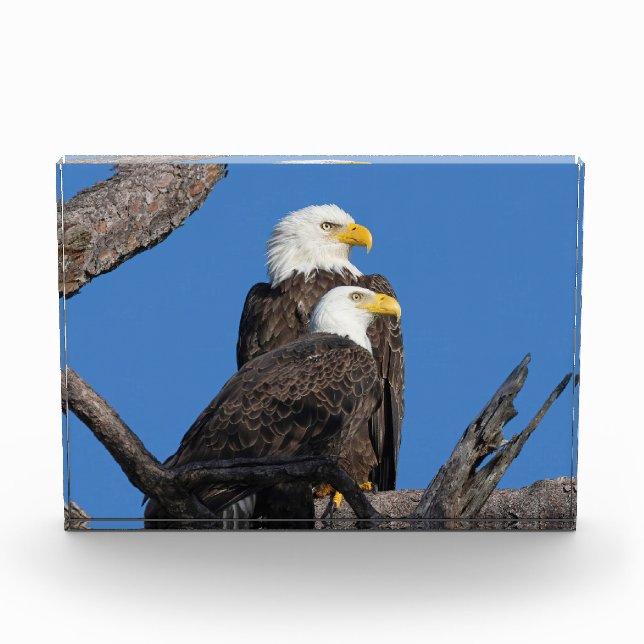 Bloc Photo M15 & F23 - Un nouveau couple (Devant)