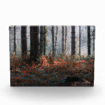 Magie de la forêt