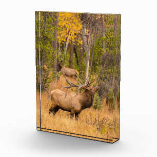 Bloc Photo Male elk   Rocky Mountain National Park, Colorado