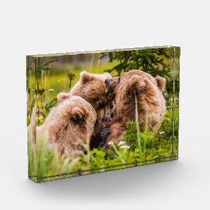 Bloc Photo Mama bear nourrit ses deux petits, Lake Clark Nati