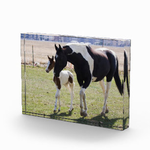 Bloc Photo Marche de Mare et Filly