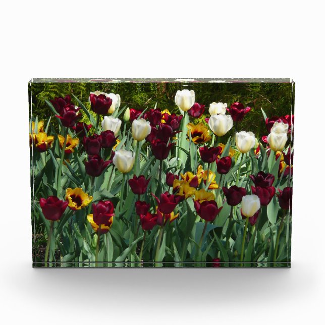 Bloc Photo Maroon and Yellow Tulips (Devant)