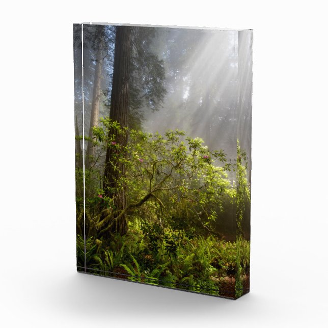 Bloc Photo Mist du matin sur Rhododendron (Droite)