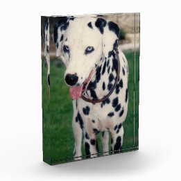 Bloc Photo Mon Ami Pet Téléchargez Votre Propre Image Personn