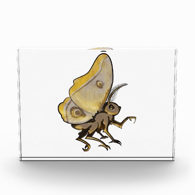 Bloc Photo Moth (Devant)