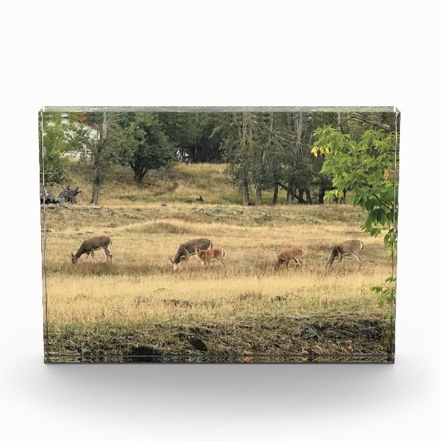 Bloc Photo Mule Deer dans un champ (Devant)