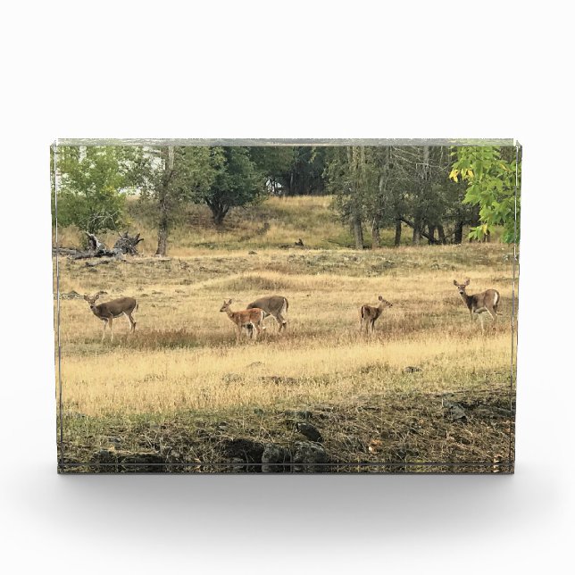 Bloc Photo Mule Deer in a Field, Joseph, Oregon (Devant)