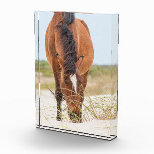 Bloc Photo Mustangs sauvages ou chevaux Banker