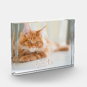 Bloc Photo Nom de police mignon de photo de chat horizontal