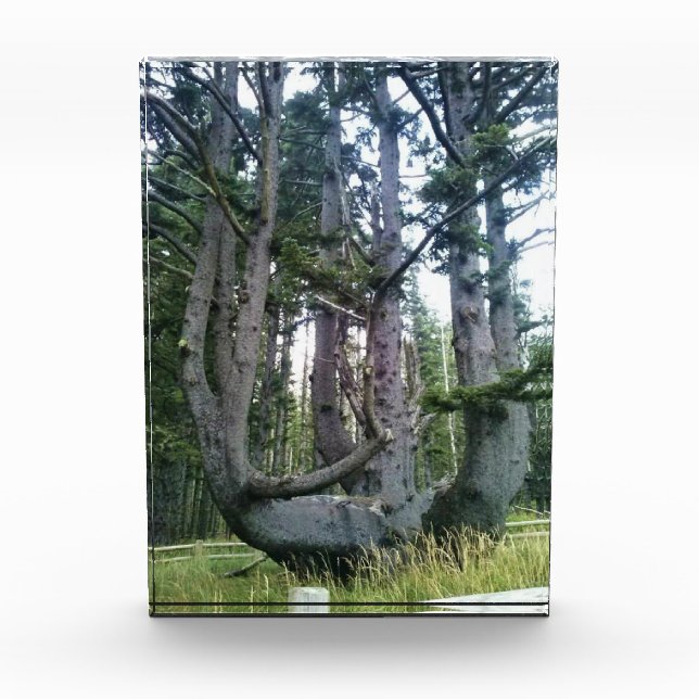 Bloc Photo Octopus Tree, Cape Meares, Oregon (Devant)