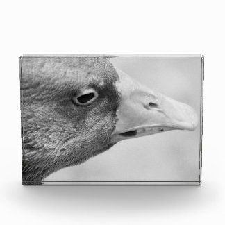 Bloc Photo Oie BW