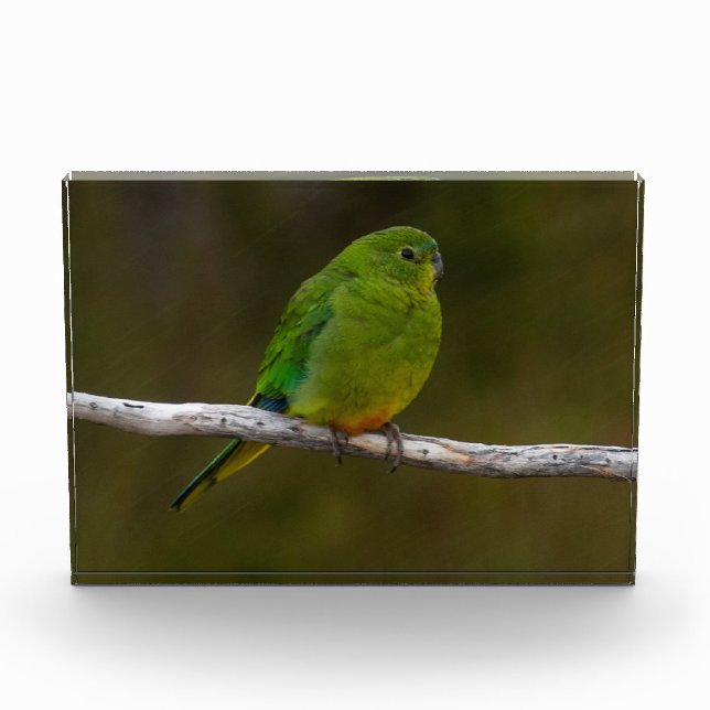 Bloc Photo Oiseau de perroquet à ventre orange Australie (Devant)