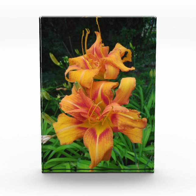 Bloc Photo Orange Daylily Blooms (Devant)
