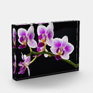 Bloc Photo Orchidée blanche et violette