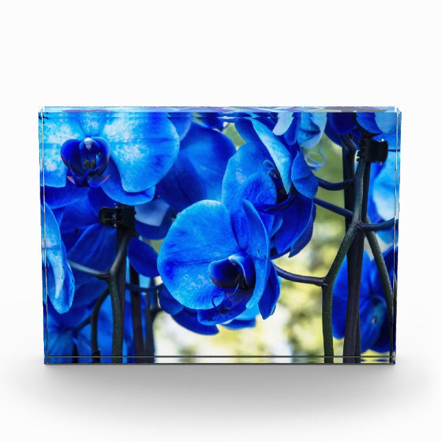 Bloc Photo Orchidées bleues (Devant)
