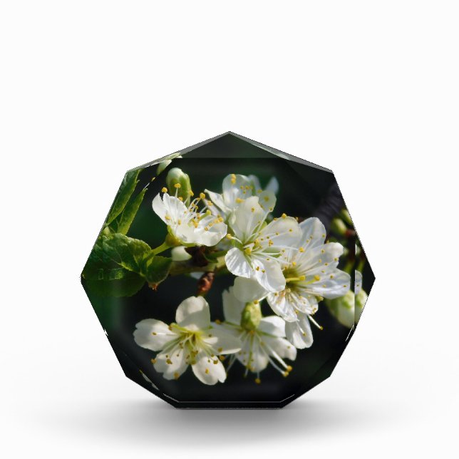 Bloc Photo Original White Plum Photo Graduation Art Block (Devant)
